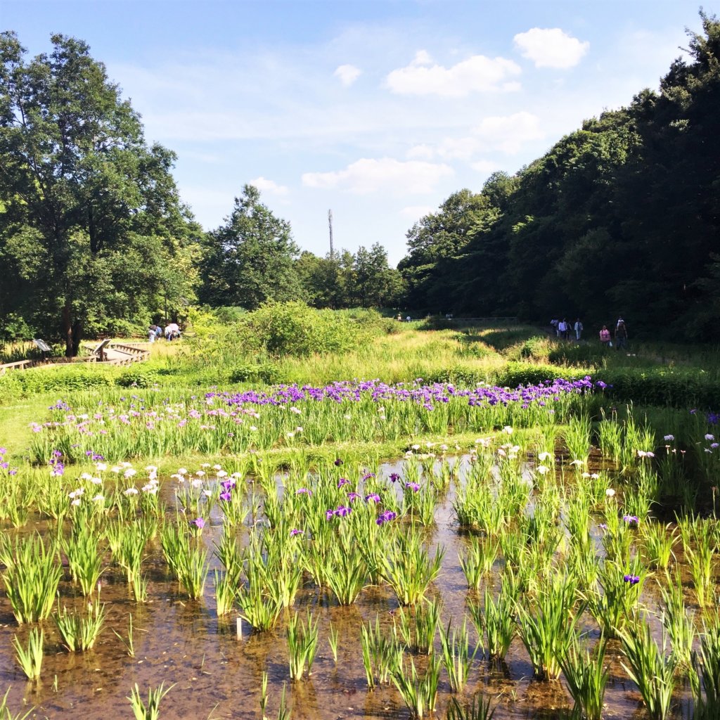東京都唯一の都立植物公園「神代植物公園(じんだいしょくぶつこうえん」
